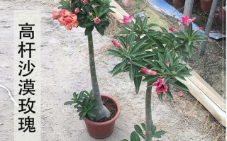 沙漠玫瑰种植技巧（深盆与浅盆，选择恰当的种植容器）