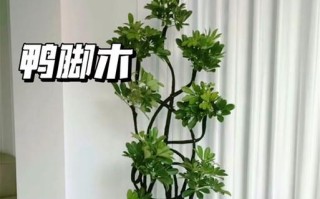 以步步高怎么养，打造健康活力的成长环境