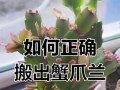 蟹爪兰的养殖技巧及注意事项（打造居家绿色植物——蟹爪兰的养殖秘籍）
