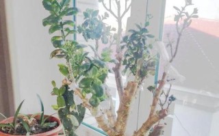 长寿花浇水过多的补救方法（如何避免长寿花浇水过多的情况发生）
