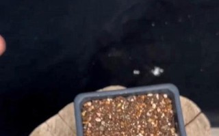 金钱树的繁殖技巧（解密金钱树的生命周期，助您成功繁殖金钱树）