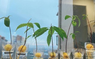 如何种植发芽的牛油果（掌握关键步骤，种出美味牛油果）