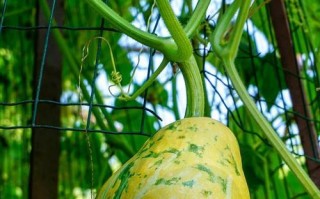 揭秘神奇植物嘎楼（嘎楼的来源、特征、分类、生长环境及药用价值等一应俱全）