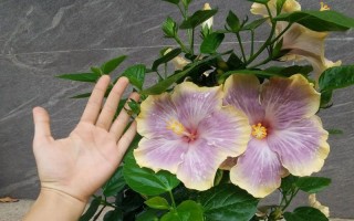 扶桑花插枝繁殖方法图解（详细介绍如何成功扦插繁殖扶桑花）