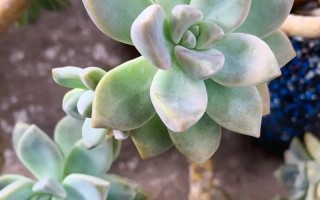 淡雪多肉的养殖方法与注意事项（打造迷人的多肉植物世界）