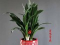 万年青的繁殖技巧（掌握万年青的繁殖方法，打造绿色植物天堂）