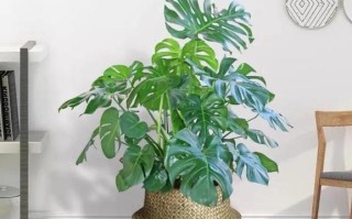 鞋店之财气满满——宜植何种植物招财？（从风水角度考虑鞋店植物的选择）