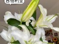 白色百合花的养护技巧（打造清新雅致的花园——白色百合花的种植与养护）