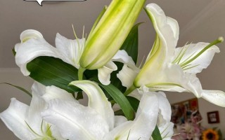 白色百合花的养护技巧（打造清新雅致的花园——白色百合花的种植与养护）