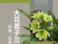 君子兰花怎么养能型号（打造美丽的君子兰花园，享受花草带来的宁静与美好）