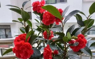茶花换盆时间及注意事项（合适时机让茶花更健康）