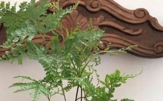 狼蕨（探究狼蕨的生长和特征）