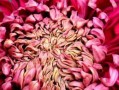菊花（探寻菊花的生长习性及分类特点）