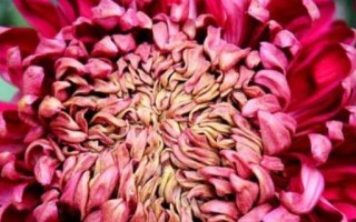 菊花（探寻菊花的生长习性及分类特点）
