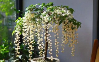 茉莉盆景的养殖方法（简单易行的茉莉盆景养护指南）