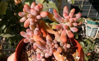 多肉植物的种植技巧与养护方法（让你的多肉植物健康茁壮成长，打造迷人的多肉园）