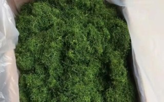 龙须叶子下垂救援手册（让你的龙须叶子像瀑布一样流淌）