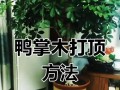 独枝鸭掌木修剪指南（打造美丽庭院的关键技巧）