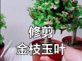 金枝绿叶的修剪技巧