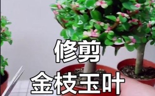 金枝绿叶的修剪技巧