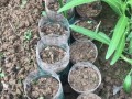 解决养花土壤板结的有效方法（打破土壤板结，助力花草生长）