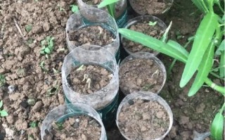 解决养花土壤板结的有效方法（打破土壤板结，助力花草生长）