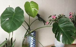 水培龟背竹的养护指南（打造清新雅致的室内装饰）