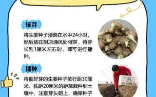 如何养长生姜？（分享生姜种植技巧和注意事项，助你种出好姜。）