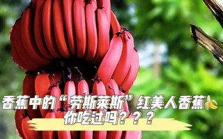 香蕉花的营养与食用方法（解析香蕉花的口感和烹饪技巧，打开你的味蕾）