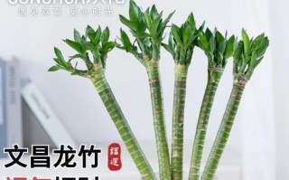 开运竹成长指南（打理开运竹的方法与技巧）