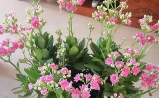 春色盎然迎春花绽放（迎春花的丰富色彩与含义）