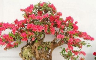 杜鹃花的喜阳习性（探究杜鹃花喜欢阳光的原因及种植技巧）