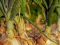 洋葱移栽的最佳时间（了解洋葱最佳移栽时间，保证收获丰收）