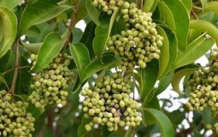 女贞子树的种植和养护（女贞子树是什么树？如何种植和养护？）