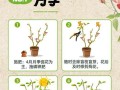 养花的关键（打造健康花园的必备指南）