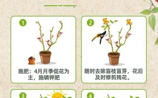 养花的关键（打造健康花园的必备指南）