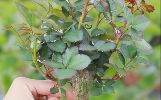 在家种植白玫瑰的秘诀（简单易行的白玫瑰栽种方法与技巧）