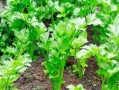 高温季节适宜种植哪些蔬菜？（以耐热性强、生长周期短、口感好为主要考量的蔬菜品种推荐）