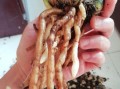兰草根烂后的抢救措施（兰草根烂的原因及预防方法）