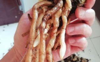 兰草根烂后的抢救措施（兰草根烂的原因及预防方法）
