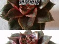 如何养殖多肉大和锦？（掌握养殖技巧，打造多肉植物的美丽庭园）
