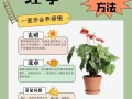 红掌灼伤叶子后的护理方法（如何有效治疗和恢复受损叶子的健康状态）