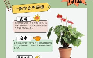红掌灼伤叶子后的护理方法（如何有效治疗和恢复受损叶子的健康状态）