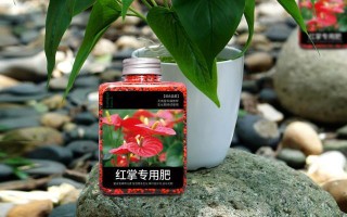 用复合肥浇红掌的正确方法（使用复合肥让红掌更健康成长）