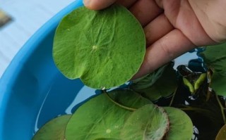 如何解决碗莲叶片发黄问题？（碗莲养护技巧，叶片发黄处理方法）