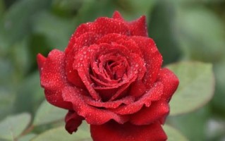 浪漫花语，你我的情话（15种花卉代表不同的情感，告白神器必备）