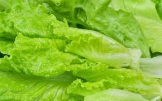 生菜不能和哪些食物一起食用？了解这些注意事项，让你吃生菜更健康
