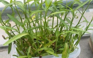 空心菜的种植季节与技巧（打造丰收的空心菜园，掌握这些种植诀窍！）