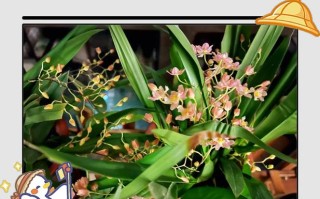 花的养分吸取之奥秘（揭秘花朵如何获取养分的关键技巧）