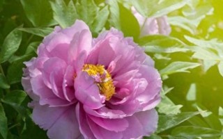 牡丹，树还是花？（探寻牡丹真实身份的历史和现实）